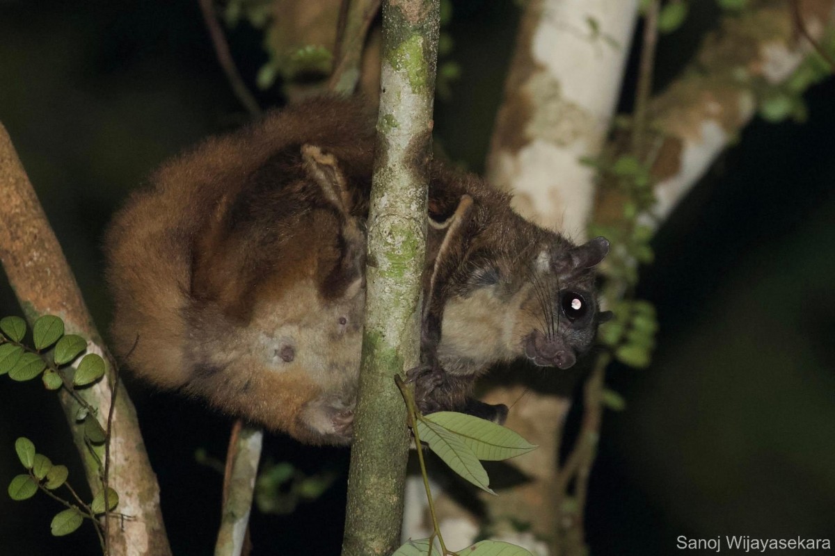 Petinomys fuscocapillus, Jerdon